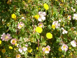 Muchas flores blancas y amarillas en medio de un campo verde