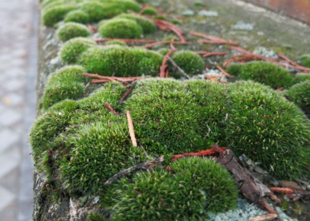 El musgo y los líquenes viven en simbiosis con las plantas