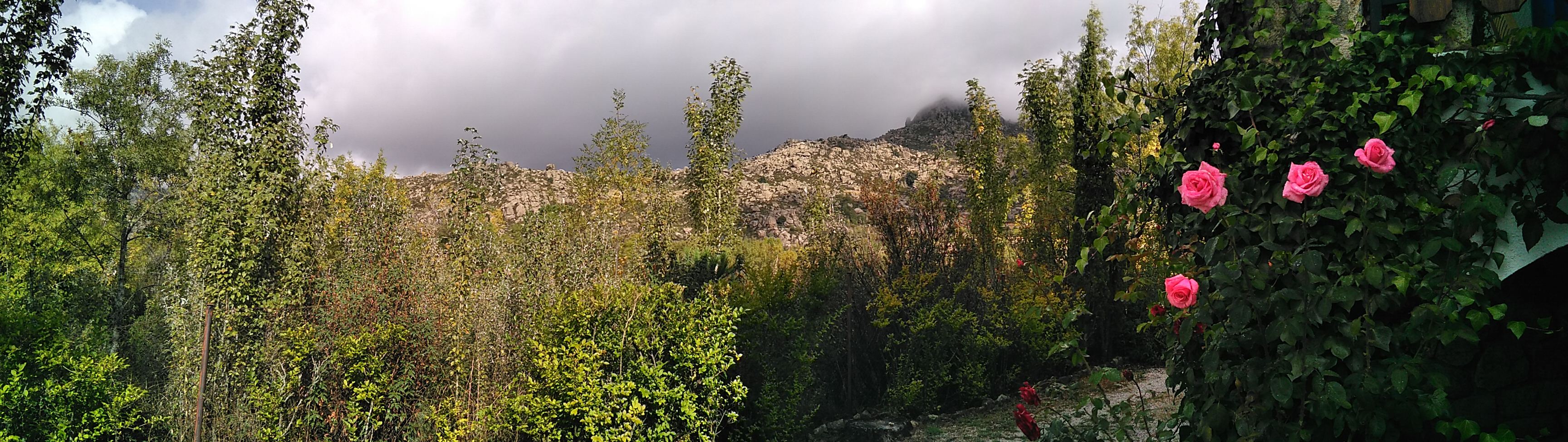 Árboles, montaña rocosa al fondo y rosas rosas en primer plano